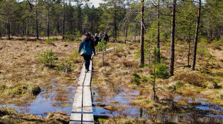 Nepsyvalmennusta luonnossa. Valmennettavat kävelevät pitkospuilla aurinkoisessa metsässä neuropsykiatrinen valmentaja oppaanaan.